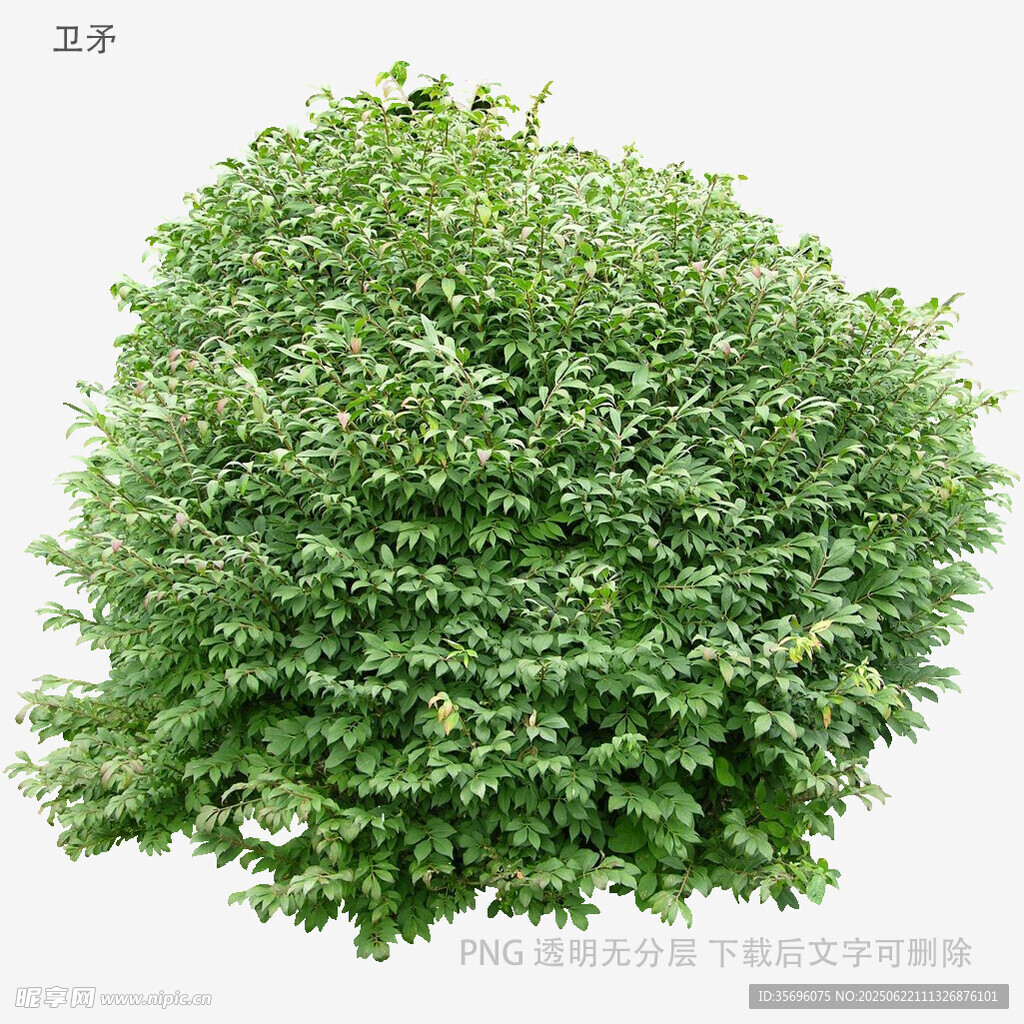 茂盛綠植灌木