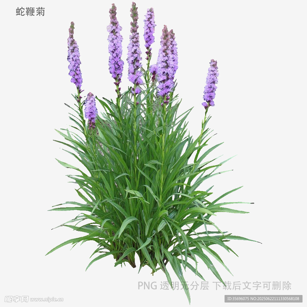 紫色穗狀花卉綠植特寫