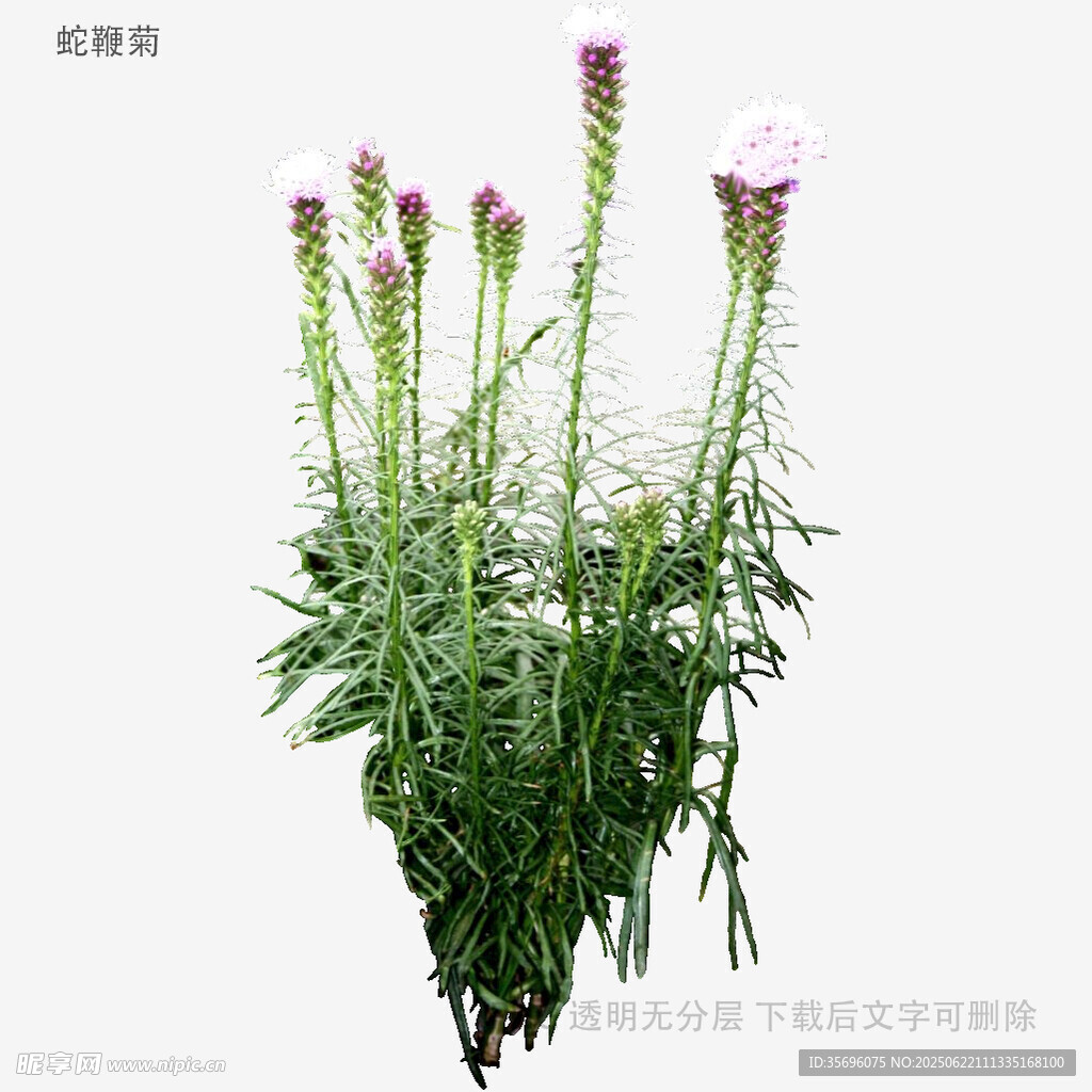 紫色穗狀野花植物特寫