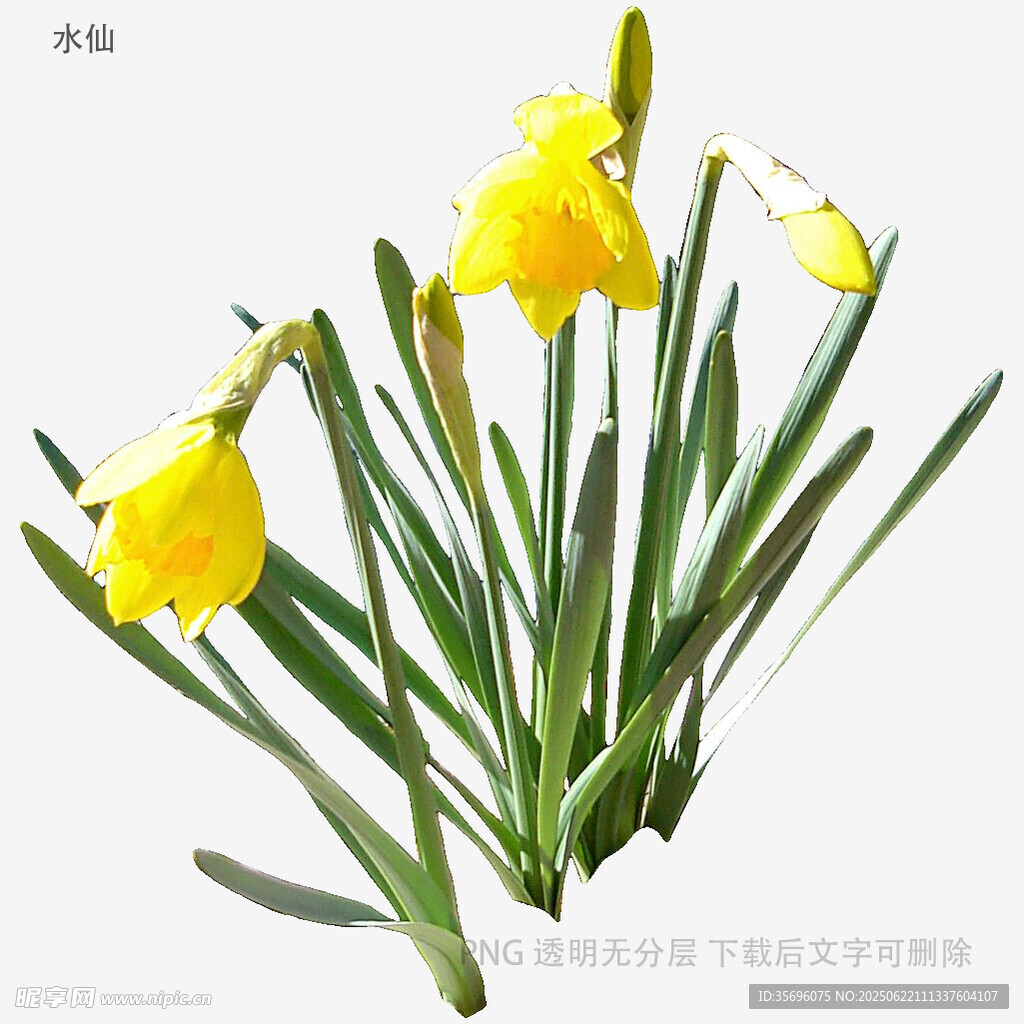 黃色水仙綻放