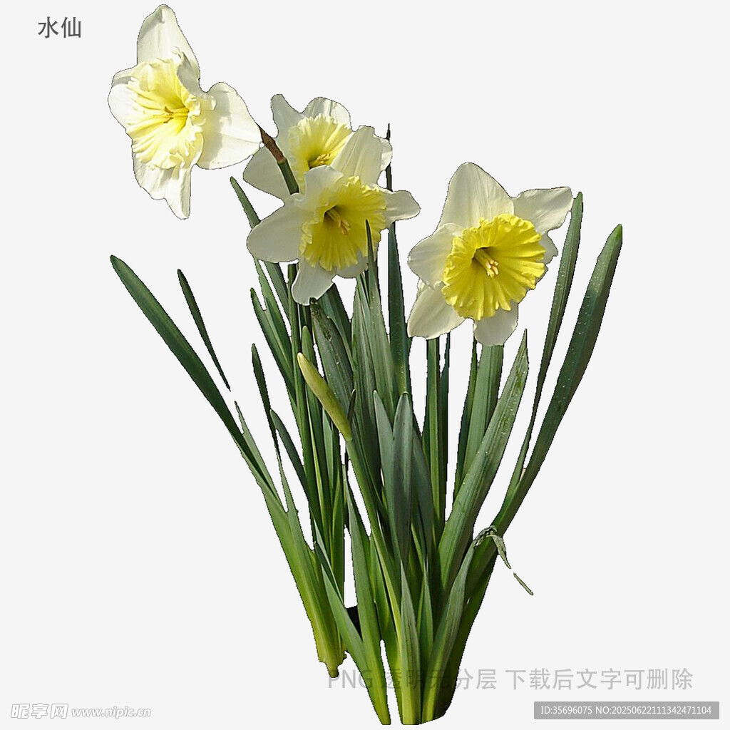 清新淡雅水仙花綻放