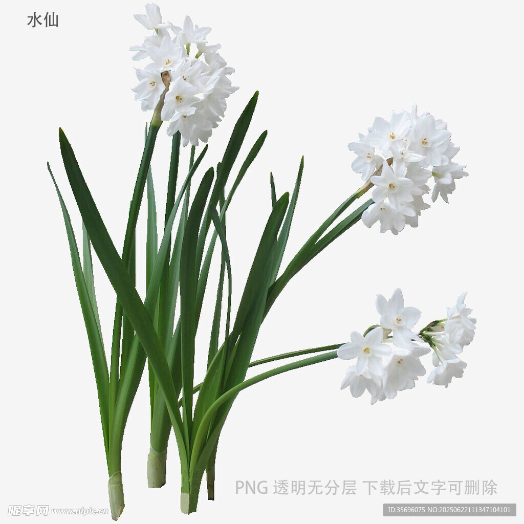 清新綻放的白色水仙花
