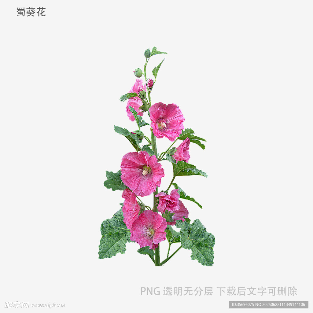 粉色蜀葵插畫(huà)