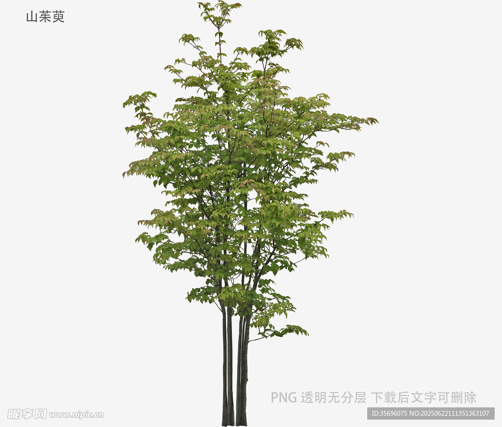 兩棵綠葉繁茂的樹木