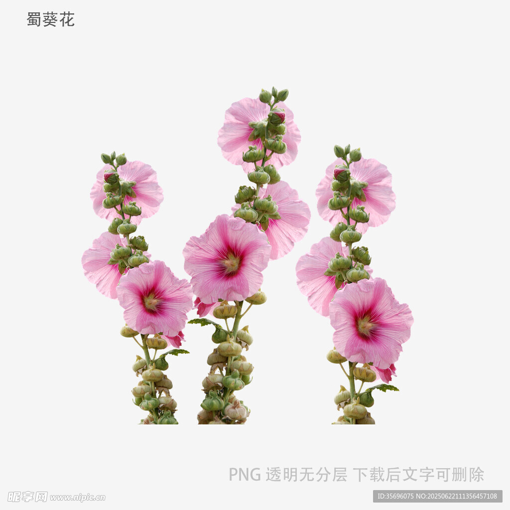 粉色蜀葵花特寫