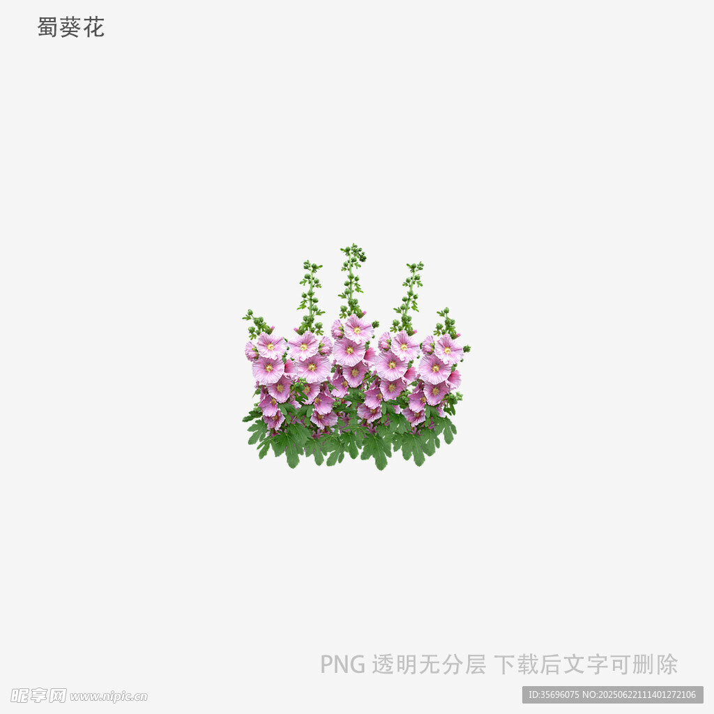 紫色花卉插畫