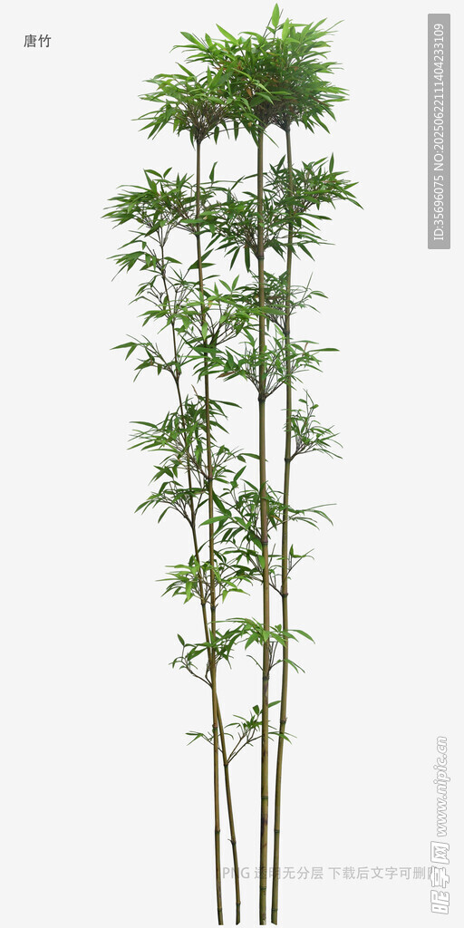 植物