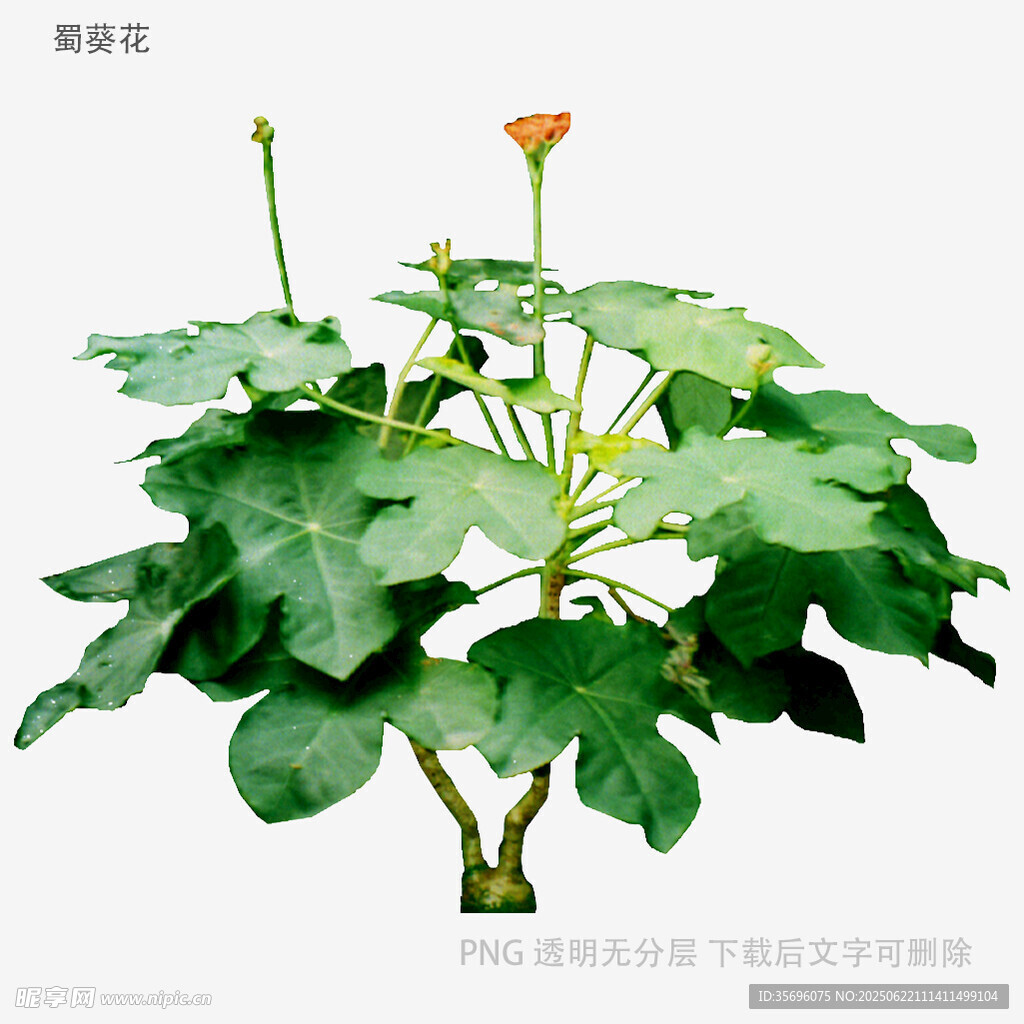 綠葉紅花盆栽植物