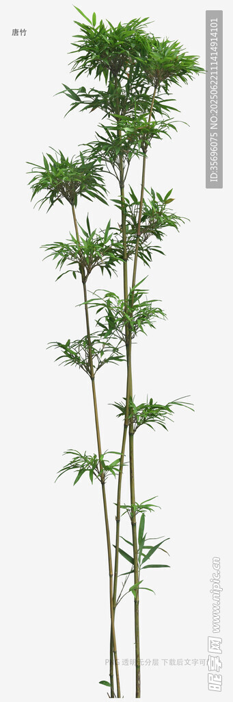 挺拔翠綠竹子植物素材