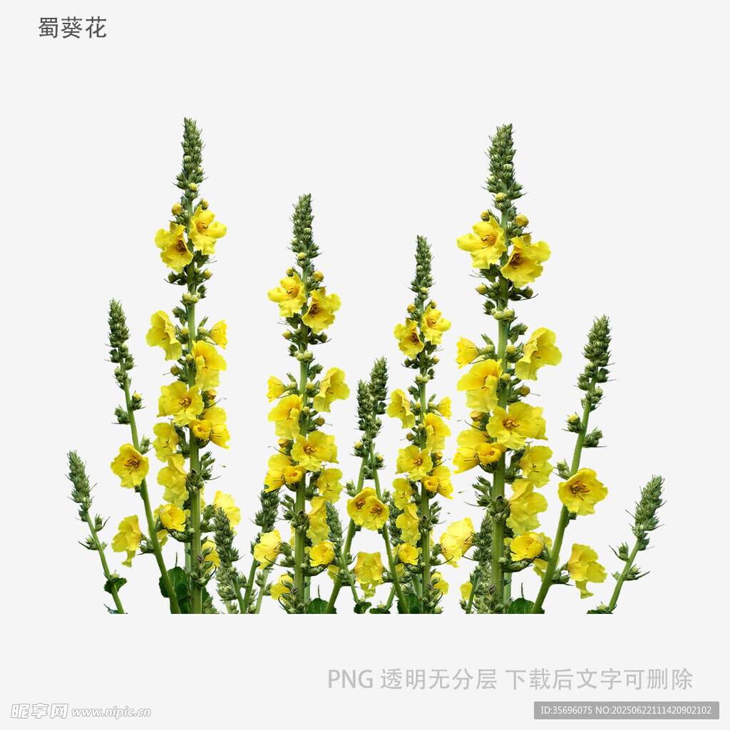 黃色毛蕊花插畫