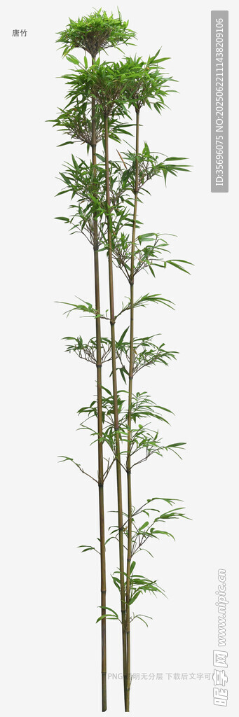 高大綠植展示