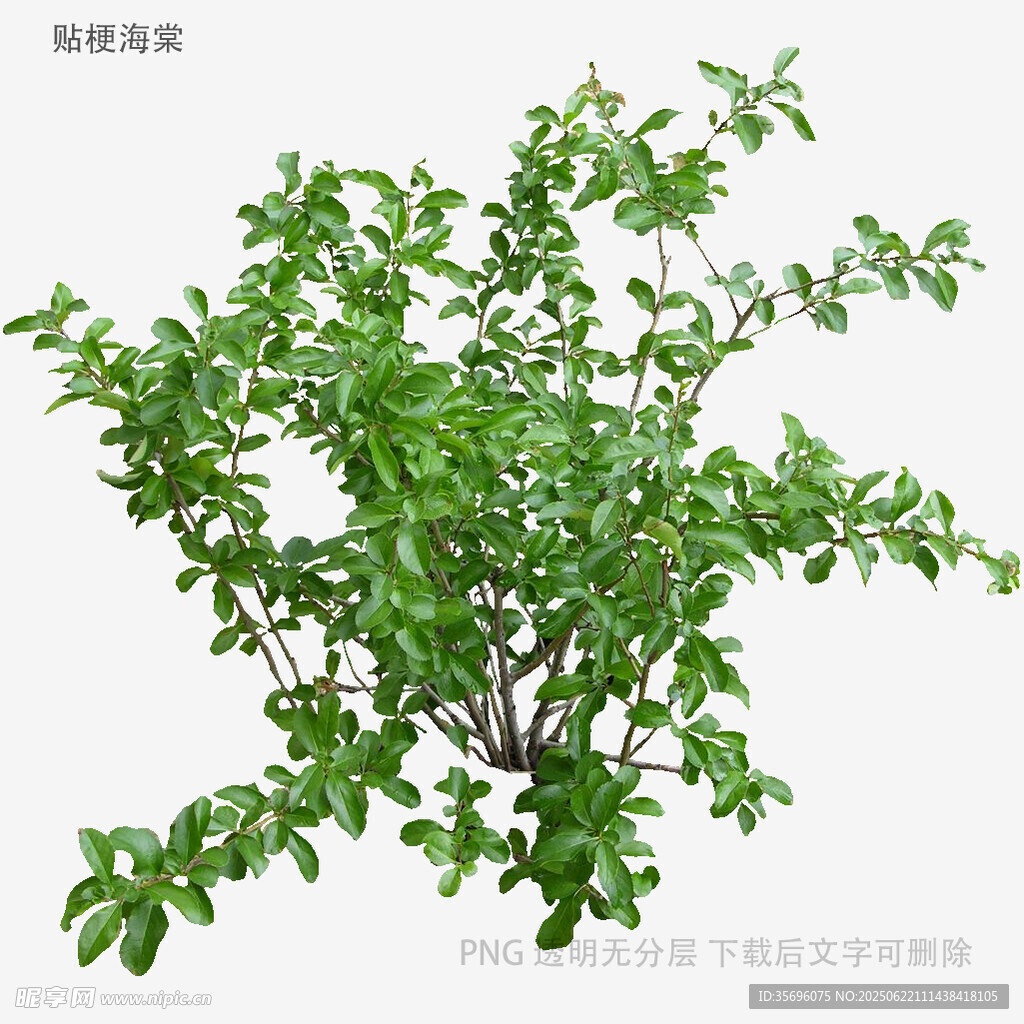 翠綠繁茂的小型綠植