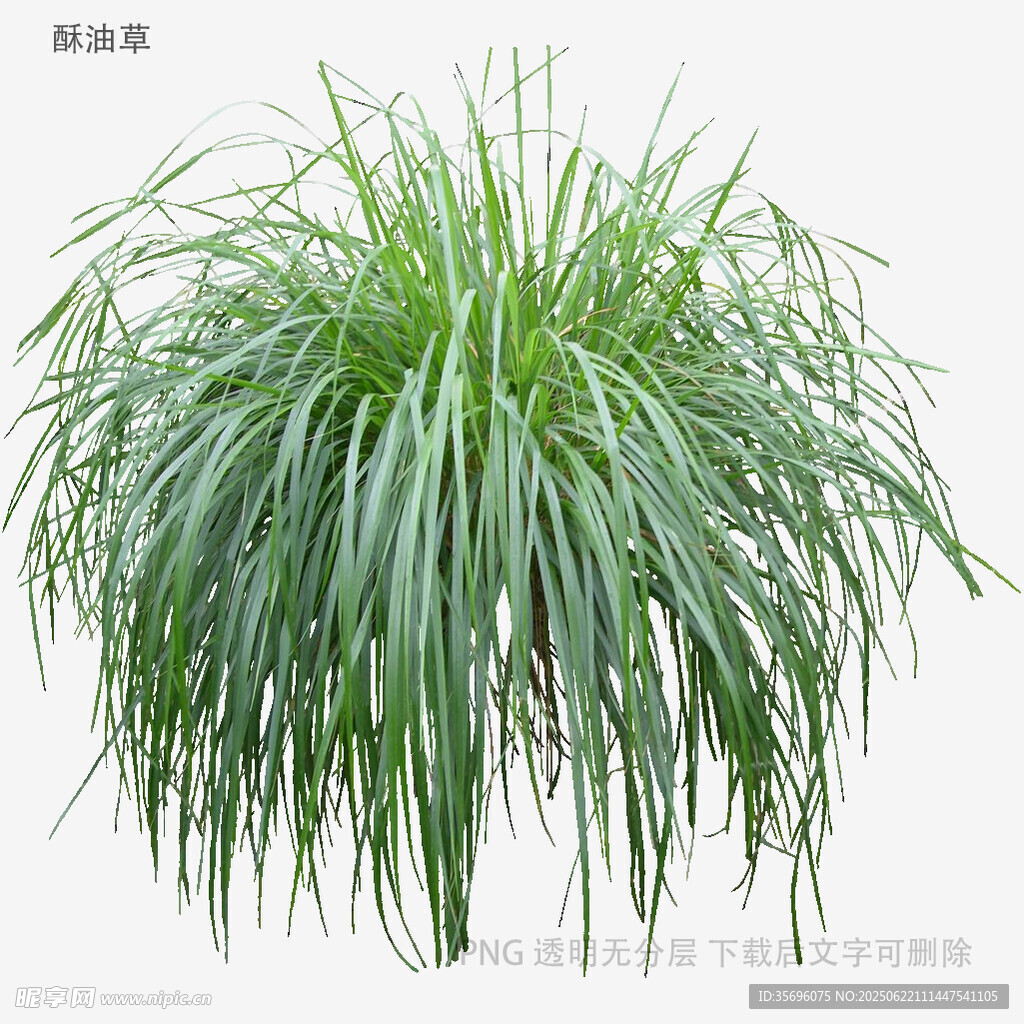 翠綠飄逸的觀賞草植物