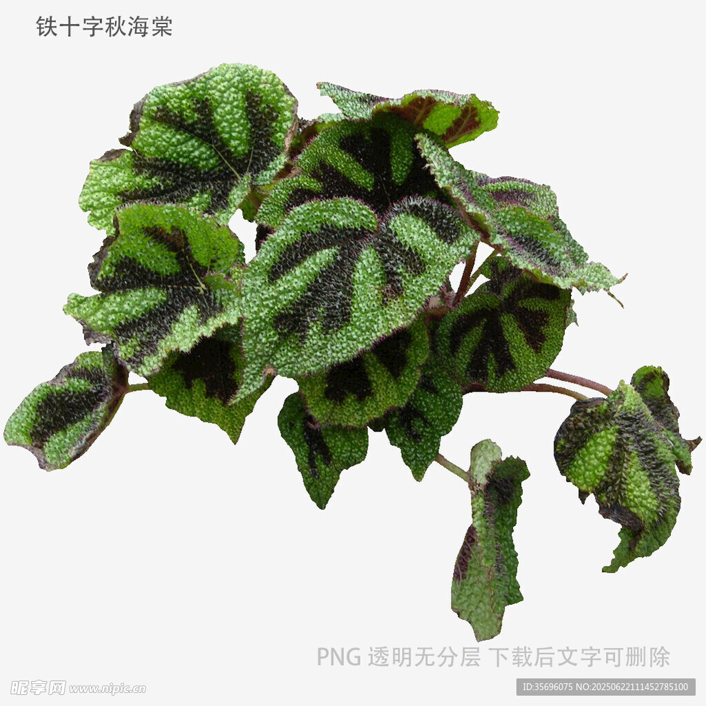 斑葉蟆葉秋海棠 