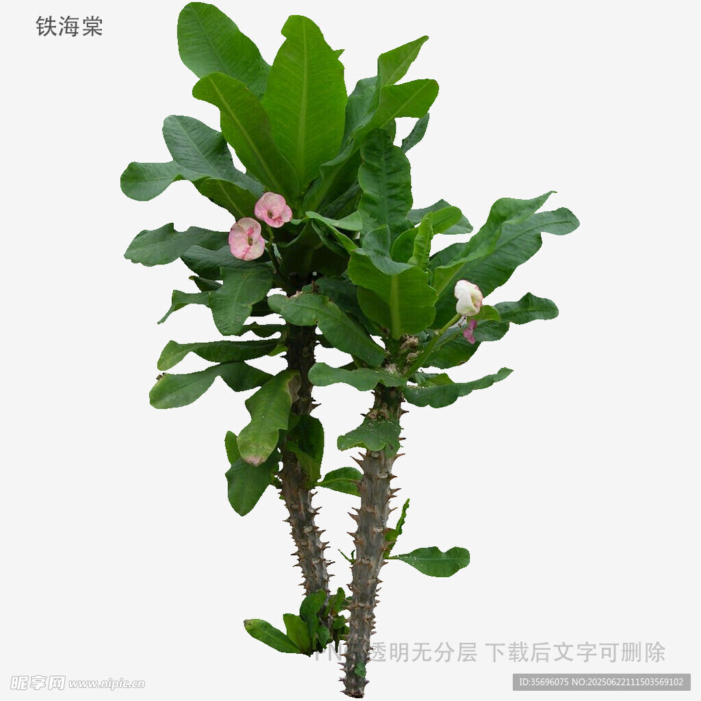 沙漠玫瑰綠植花卉特寫