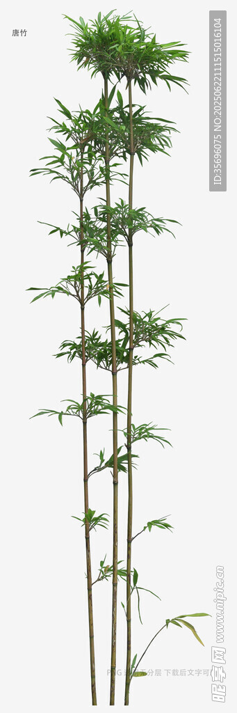 挺拔秀麗的竹子植物
