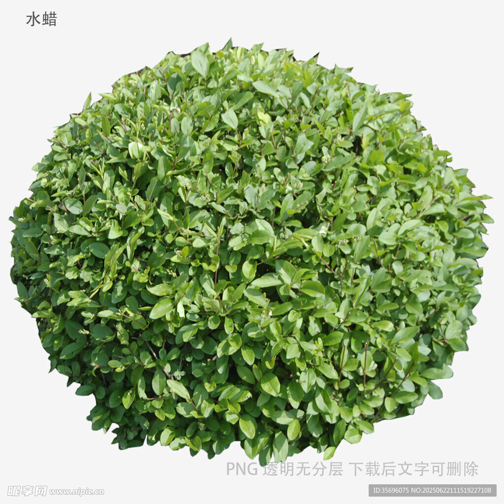球形綠植灌木特寫