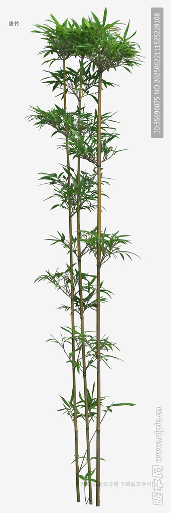 高大挺拔的竹子植物
