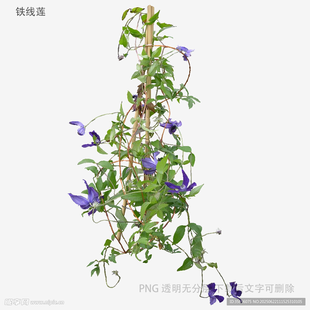 紫色藤蔓花卉植物特寫