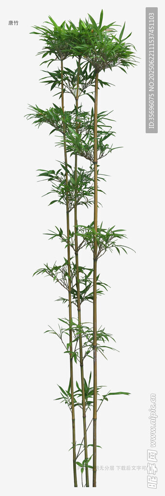 高大挺拔的竹子模型