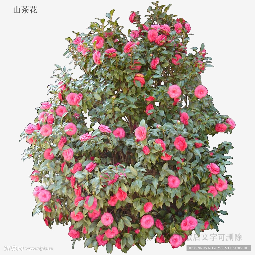 盛開的粉色茶花樹