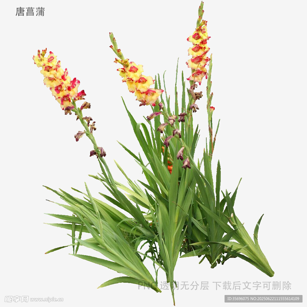 鮮艷火炬花綻放綠意間