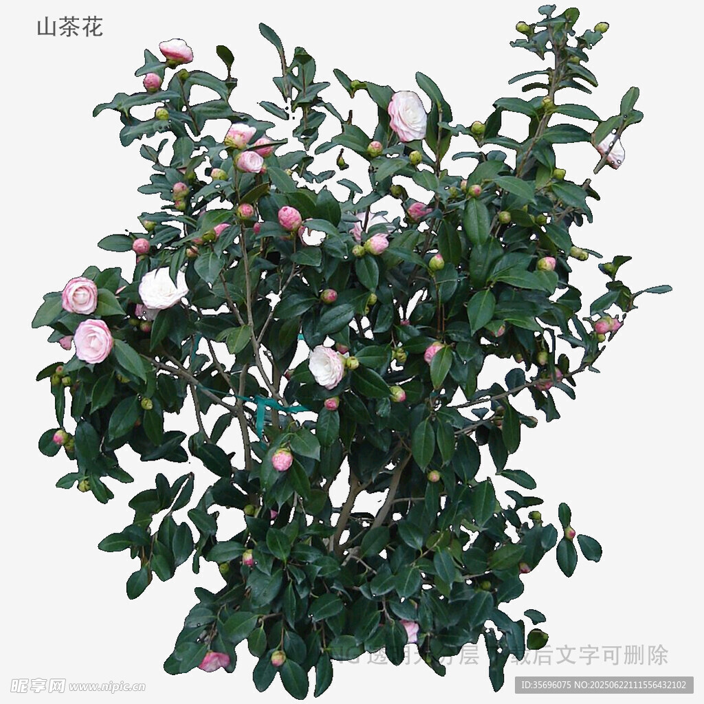 盛開的粉色山茶花植株