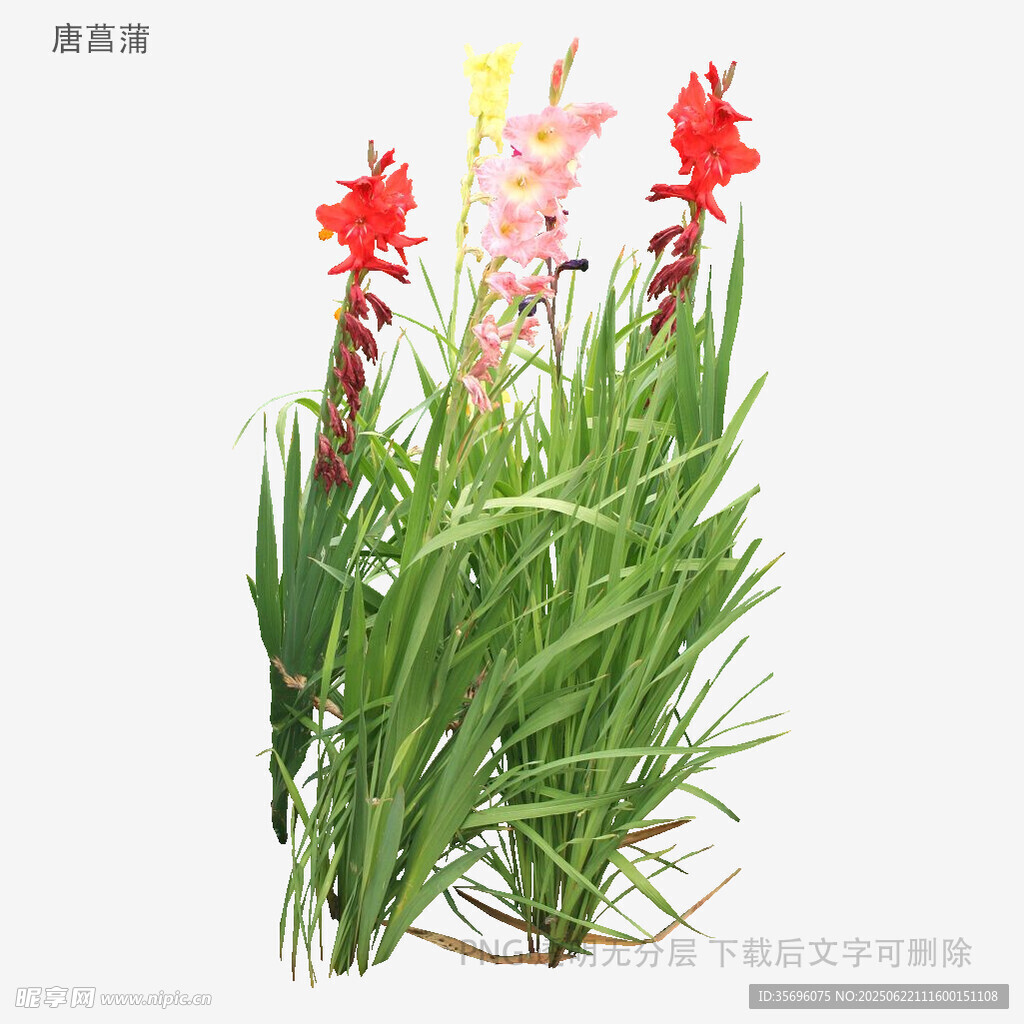 多彩美人蕉植物花卉特寫