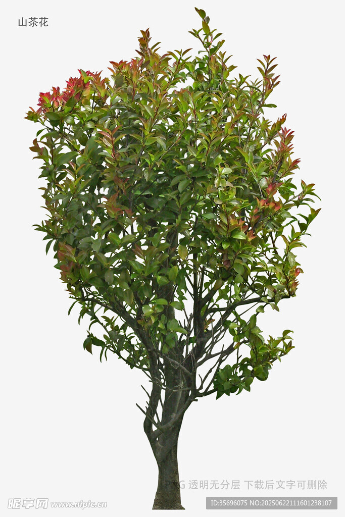 紅果綠葉的單棵樹木
