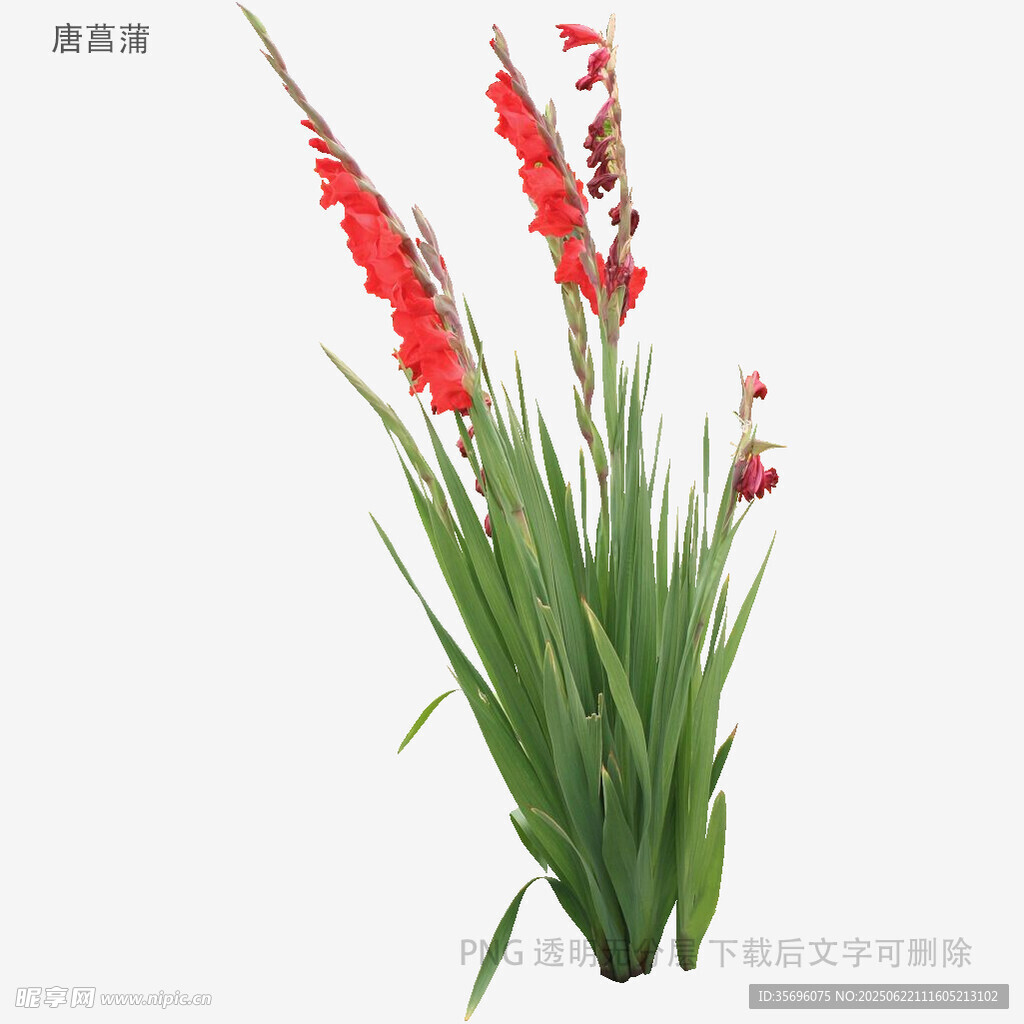 紅色唐菖蒲仿真花卉擺件