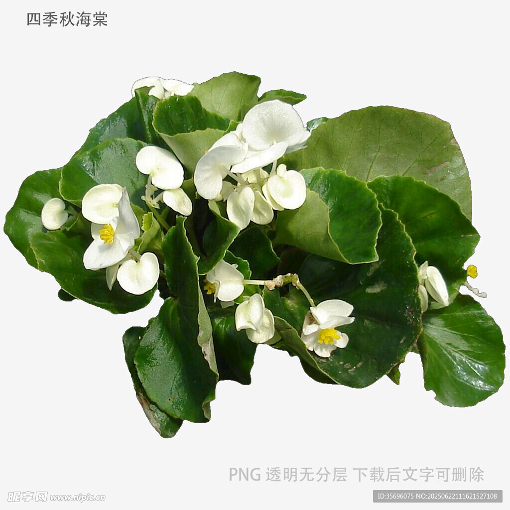 翠綠葉片間的白色小花