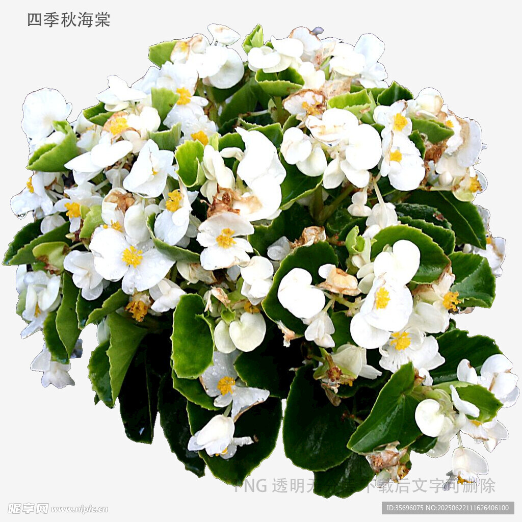 白色秋海棠盆栽花卉