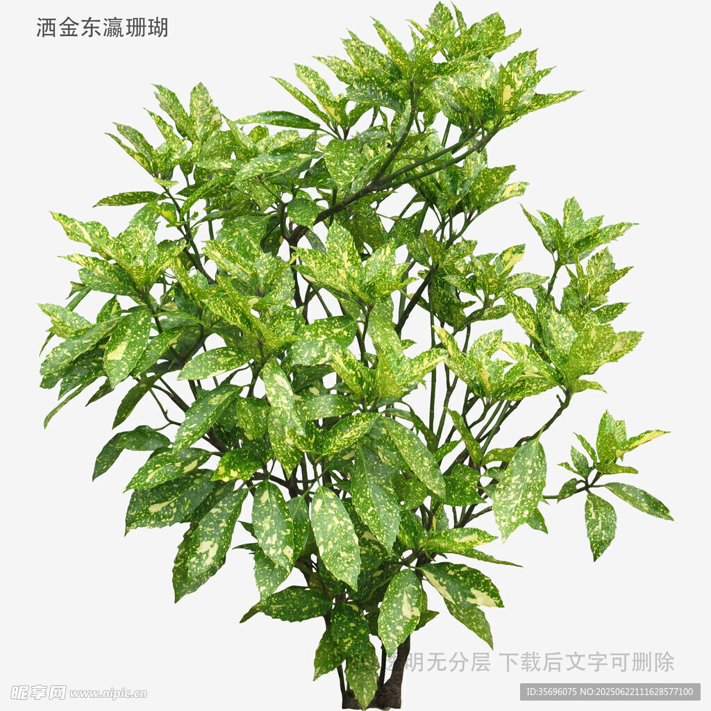 綠葉繁茂的青椒植株