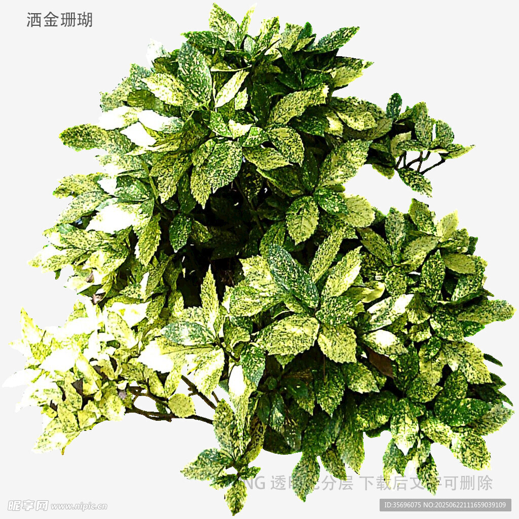 翠綠繁茂的盆栽綠植