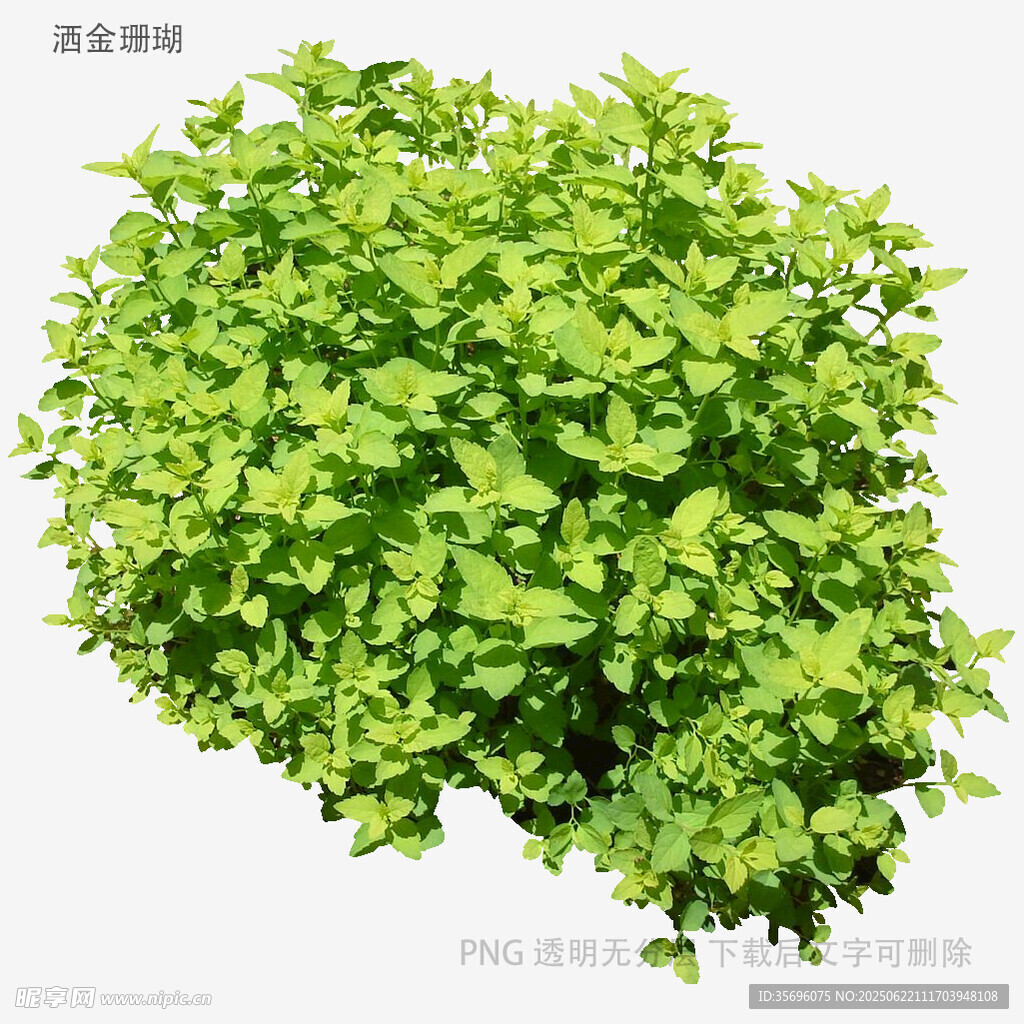 翠綠茂盛的綠植盆栽