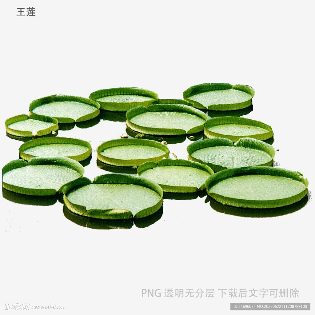 綠色圓形物件整齊排列