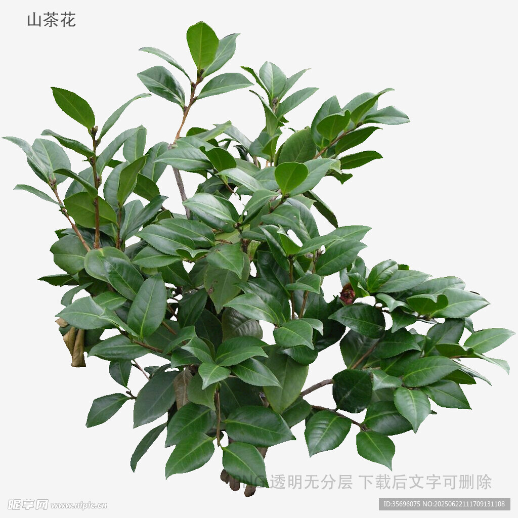 翠綠繁茂的綠植盆栽