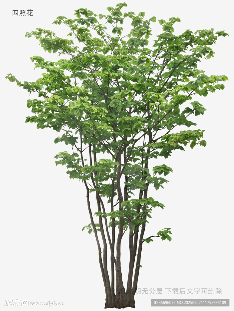 單棵綠葉繁茂樹木模型