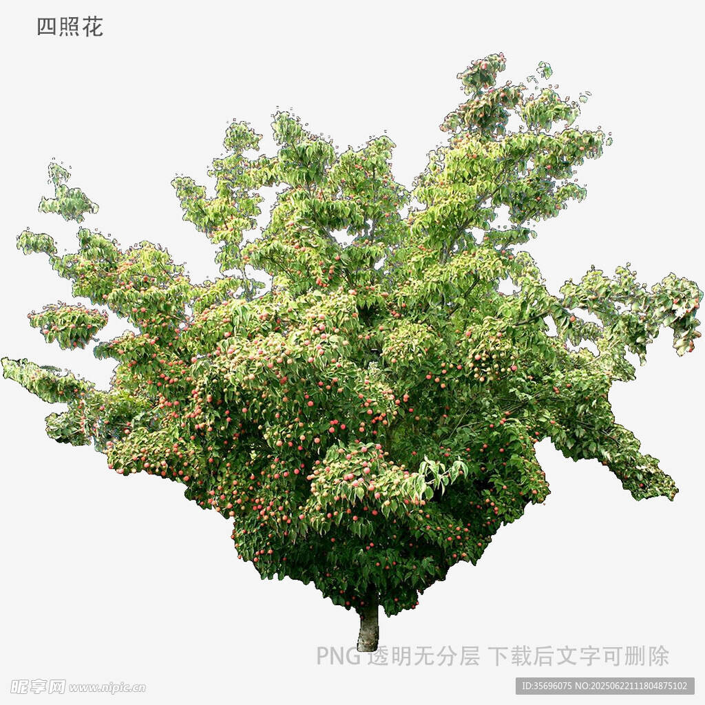 茂盛的楸樹