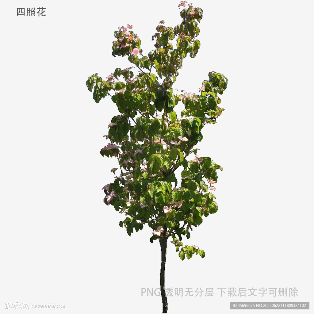 單株開花綠植效果圖