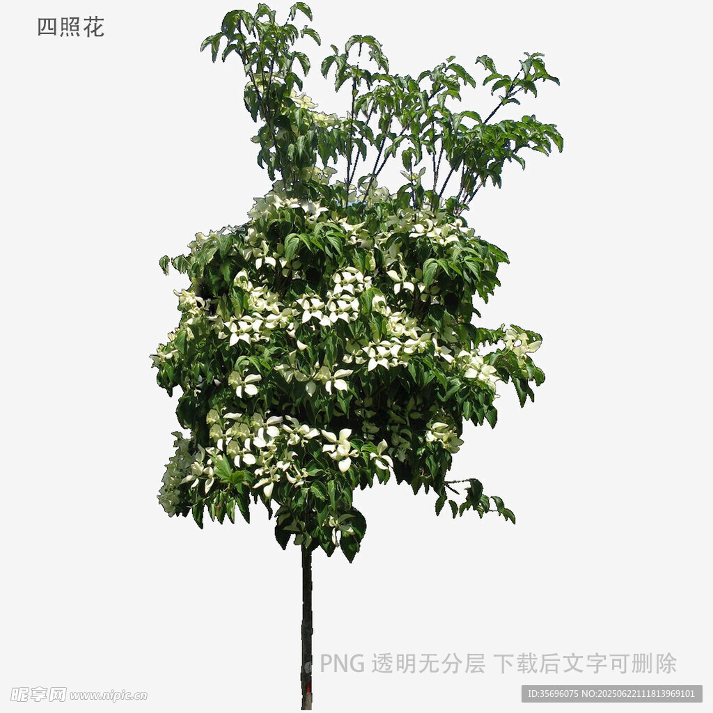 盛開的楸樹