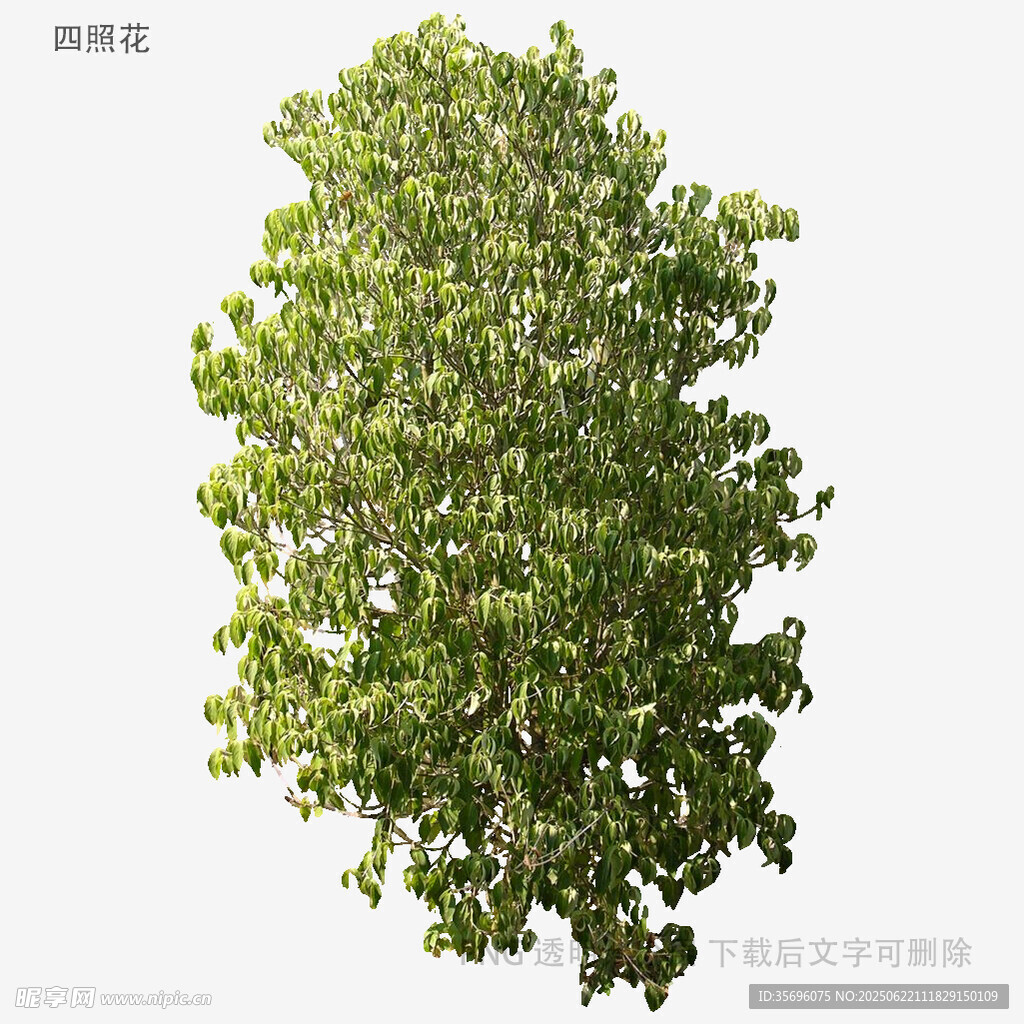 單棵綠樹高清素材圖