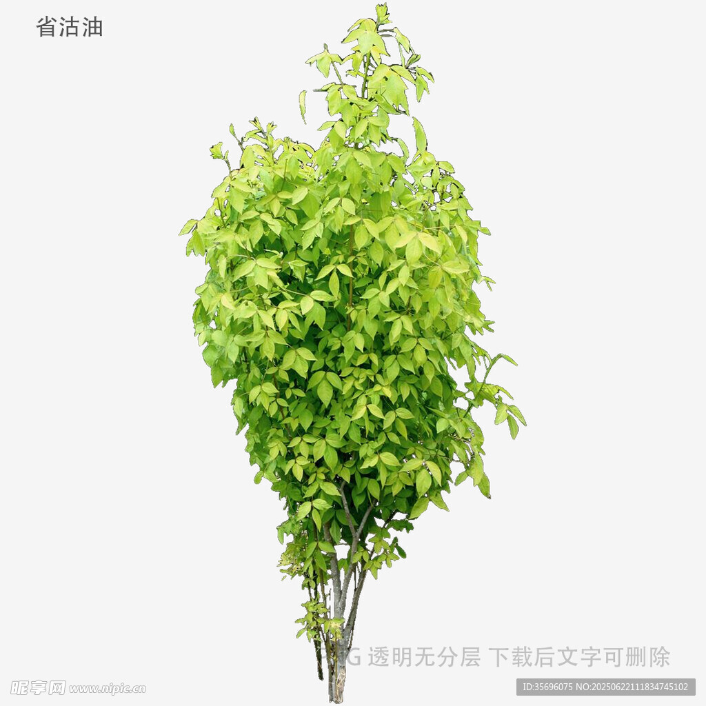 翠綠茂盛的單株樹木