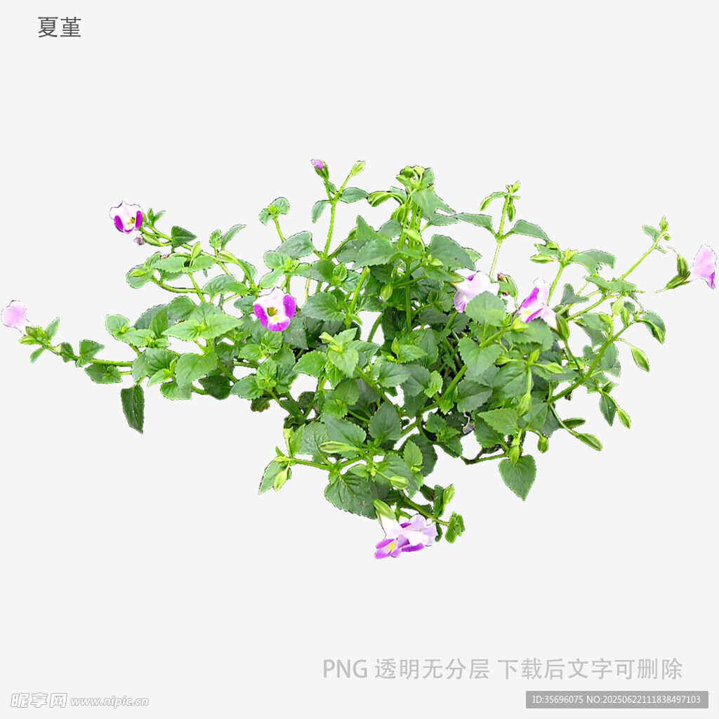 垂吊矮牽牛綠植花卉盆栽