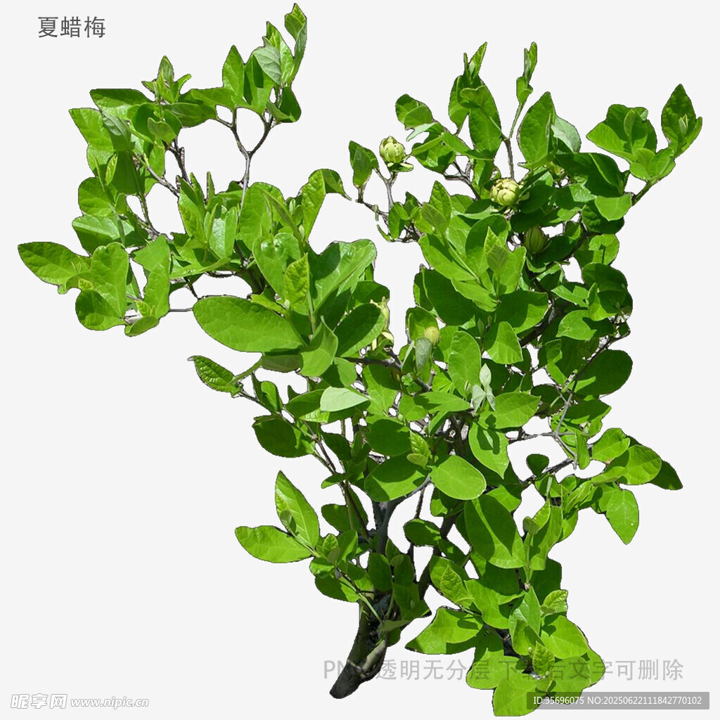 翠綠枝葉植物特寫