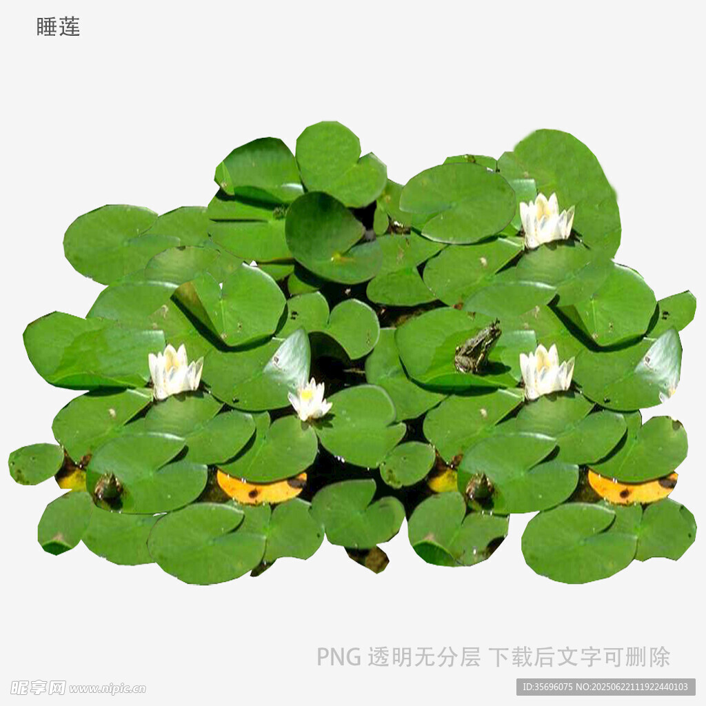 水生綠植浮萍特寫