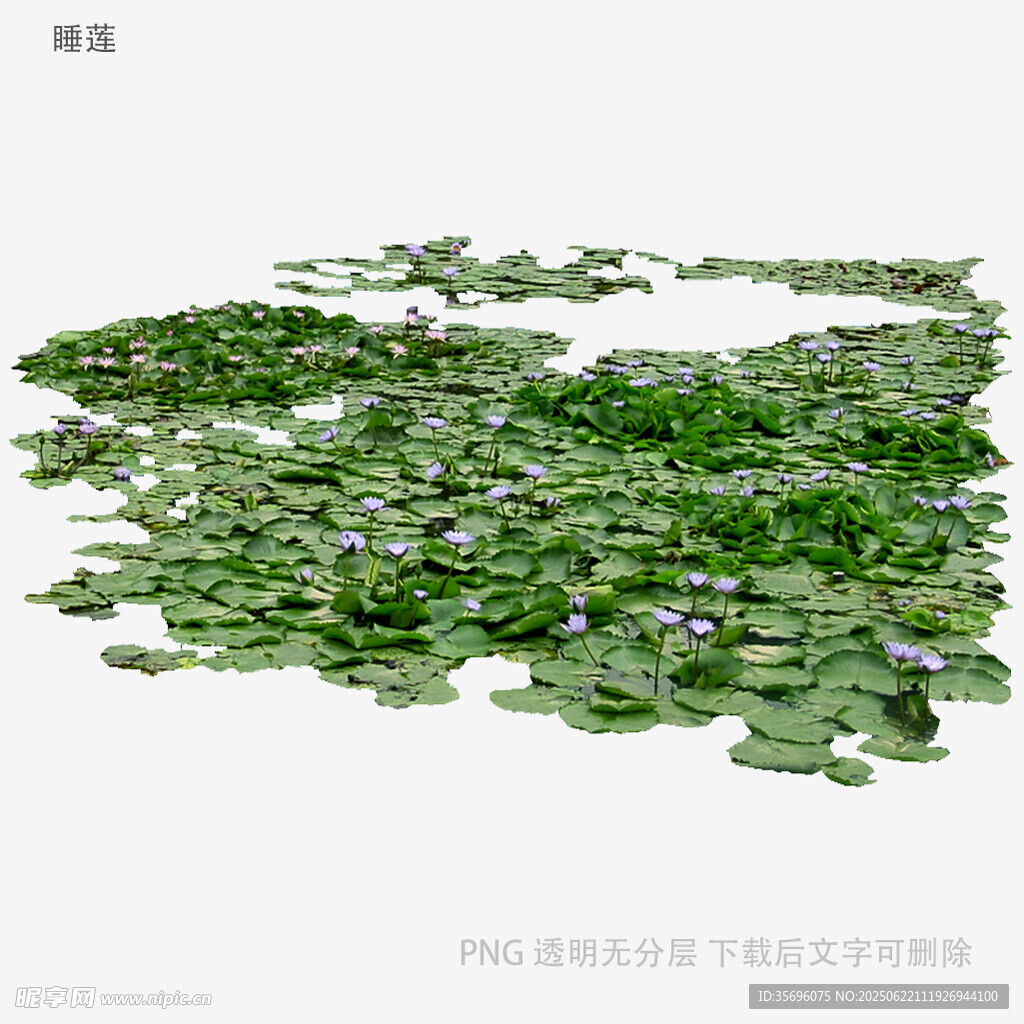 綠色荷葉景觀