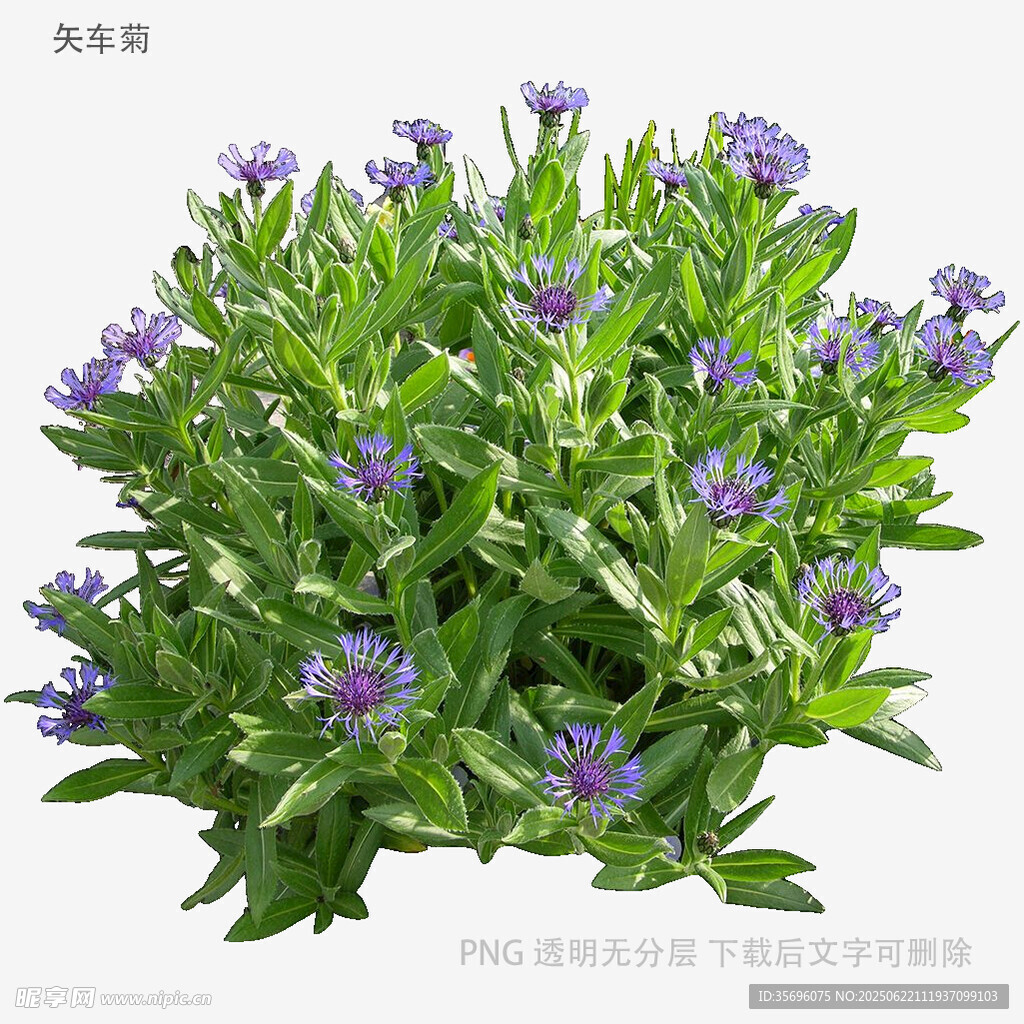 紫色小花綠植盆栽