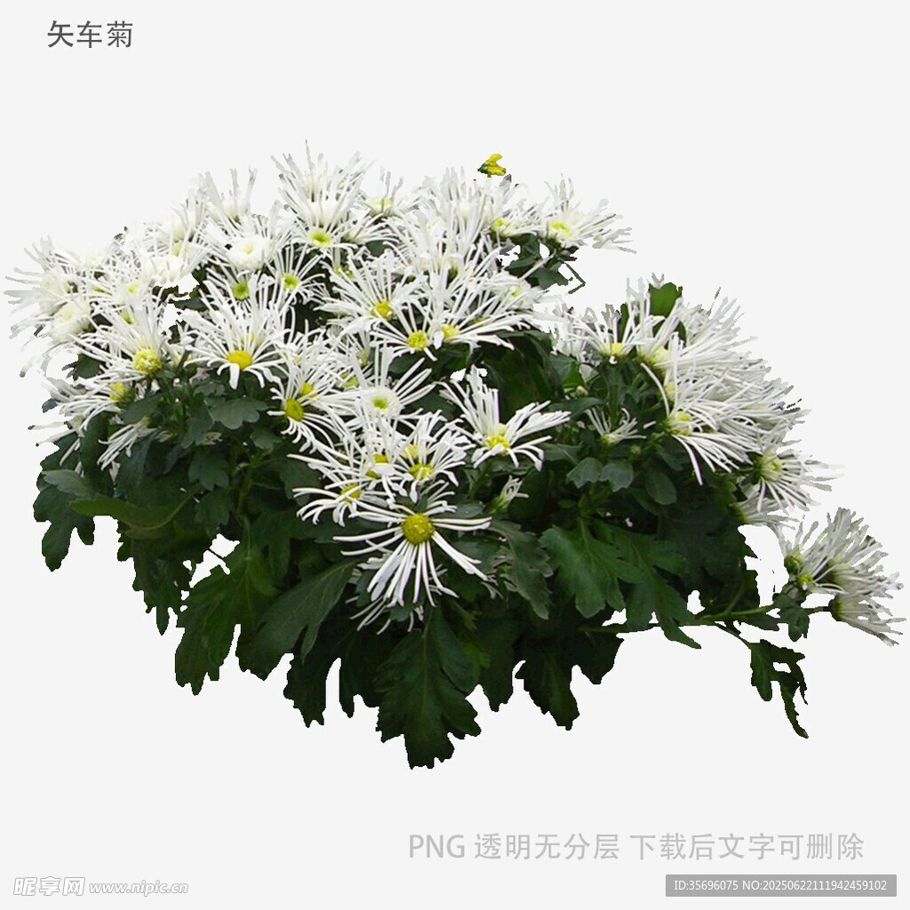 白色菊花盆栽