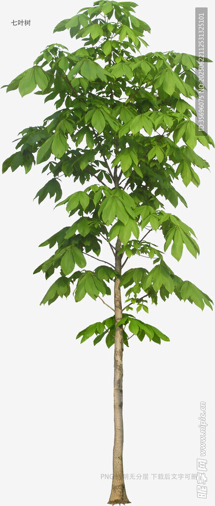 高大挺拔的綠色樹木